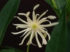 Illicium 'Orion'