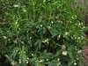 Illicium 'Orion'