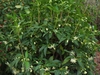 Illicium 'Orion'