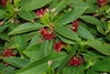 Leaves and small flowers