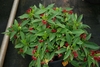 Form of the shrub