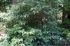 Form