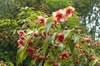 Plant in bloom