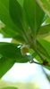 Illicium parviflorum 'Florida Sunshine'
