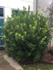 Dense shrub.