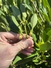 Hand holding leafy branch with small, nodding yellow flowers.