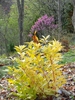 Illicium parviflorum 'Florida Sunshine'