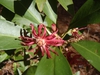 Illicium 'Woodland Ruby'
