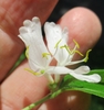 Close-up of paired white, 2-lipped, tubular flowers & stamens