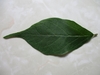 Upper surface of elliptical leaf with elongated tip.