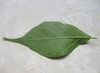 Lower surface of leaf, paler in color than the upper side.