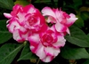 Impatiens walleriana