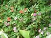 Impatiens walleriana