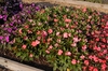Impatiens Sunpatiens