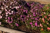 Impatiens Sunpatiens