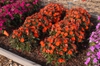 Impatiens Sunpatiens