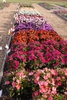 Impatiens Sunpatiens Trial