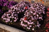 Impatiens Sunpatiens