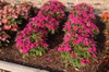 Impatiens Sunpatiens