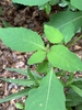 Leaves