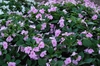 Impatiens walleriana
