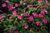 Impatiens walleriana