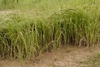 Form in Thailand