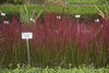 'Red Baron' form