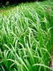 Leaf blades