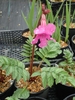 Pink tubular flowers.
