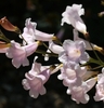 Raceme of pale pink tubular flowers.