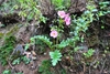Rosette plant with pink tubular flowers.