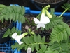 Rosette plant with white tubular flowers.