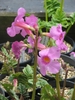 Pink tubular flowers.