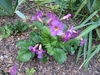 Rosette plant with pink tubular flowers.