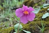 Bright pink tubular flower