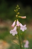 Raceme of pale pink tubular flowers.