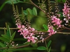 Indigofera amblyantha