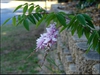 Indigofera decora