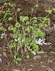 Form of the shrub