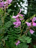 Indigofera heterantha