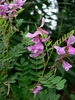 Purplish flowers and compound leaves