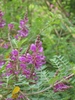 Indigofera heterantha