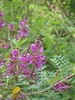 Purplish two-lipped flowers