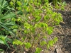Indigofera kirilowii