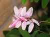 Indigofera kirilowii