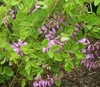 Form of the shrub