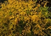 Yellowish fall color of the leaves