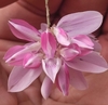Close up of a pink lipped flower