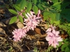 Flower racemes and compound leaves